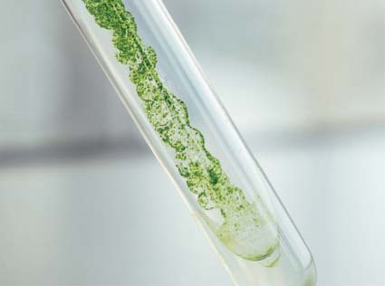 Production of Algae